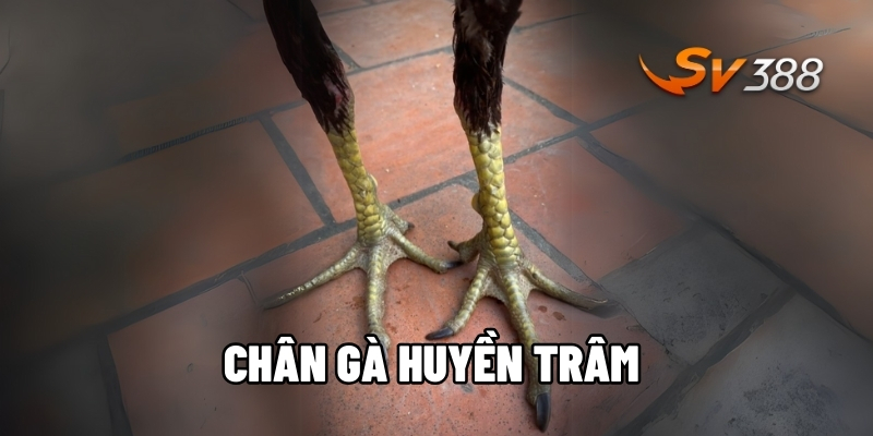 Chân gà huyền trâm