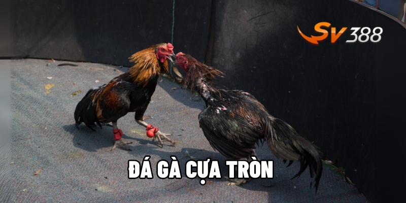 Đá gà cựa tròn