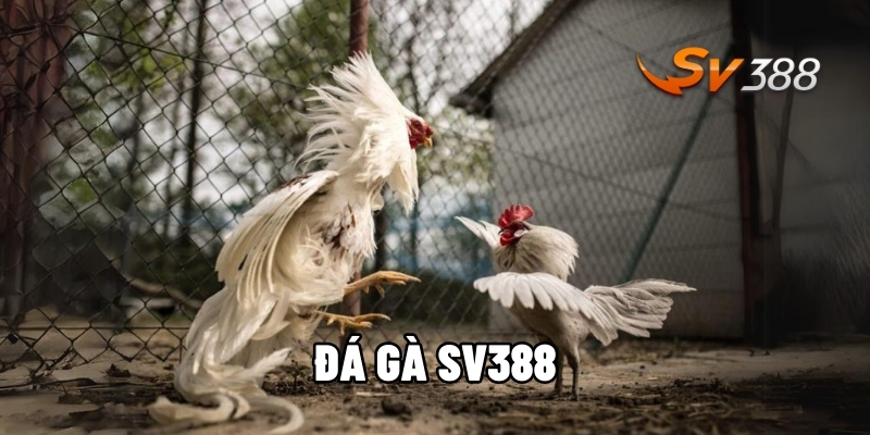 Đá gà SV388