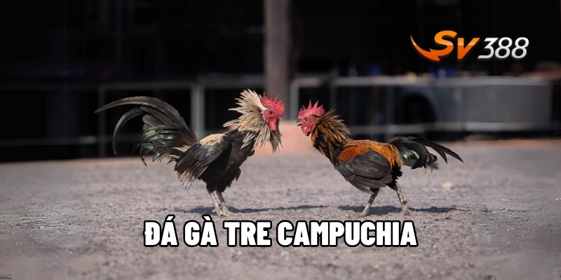 Đá gà tre Campuchia