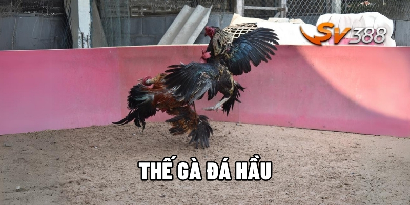Thế gà đá hầu