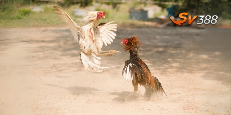 Chiến kê sở hữu thế gà đá hầu thể hiện sự mạnh mẽ và tinh nhuệ