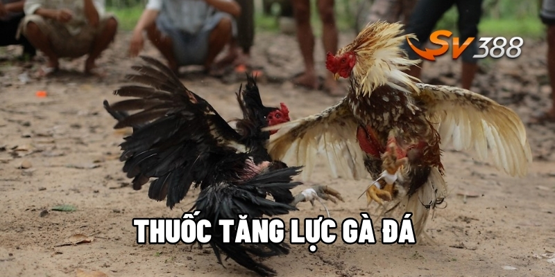 Thuốc tăng lực gà đá